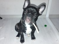 Erkek 2.5 french bulldog