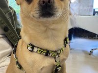 Dişi chihuahua köpeğime eş arıyorum