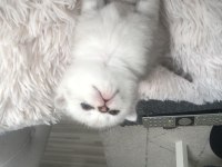 Yavru scottish fold