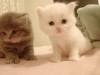 Minik british longhair pamuklar
