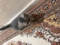 2 Aylık Dişi British Longhair Bebeğim