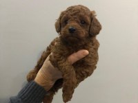 TOY POODLE ERKEK