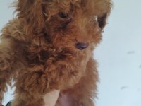 Safkan Red Brown Toy ve Kore Poodle Yavrular - Üst Kalite