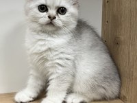 Mükemmel British Shorthair Yavrular Yeni Yuvasını Arıyor