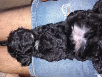 2 aylık Morkie Yavrularımız Yeni Yuvalarını Arıyor