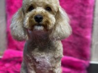 2 kardeş poodle sahiplendirme