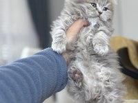 British longhair kedisi