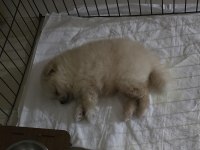2.5 aylık pomeranian erkek