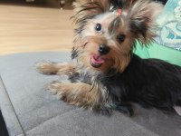 Micro boy yorkshire terrier bebekler
