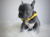 Blue egzotik French Bulldog