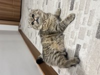 BU EŞSİZ GÜZELLİK BRİTİSH SHORTHAİR KIZ YUVASINI ARIYOR