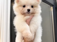 OYUNCAK GİBİ POMERANİAN BOO