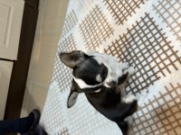 Süs köpeği