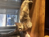 British Shorthair Kırması Dişimize Yuva Arıyoruz