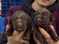 Labrador redriever sevimli yavrular ruhsatlı çiftlik 