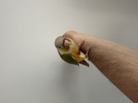 Full evcil yeni yeme düşmüş bebek konur papağanı