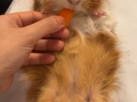 2 yaşında erkek sağlıklı guinea pig