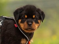 Ruhsatlı köpek çifliğinden rottweiler yavrular a scrli