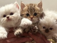 Golden tabby ve british short-longhair yavrularımız