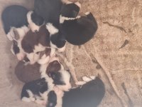 Border Collie Yavrular