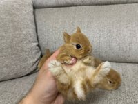 HOLLANDA LOP TAVŞANLARI