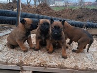 Minik Pirana Gibi Belçika Kurdu Yavrularım