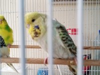Şov jumbo yavru muhabbet kuşu
