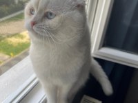 Scottish Fold Kedimizi Sahiplendirmek İstiyoruz