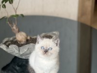 GĞZELLİK ABİDESİ BLUE POİMT BRİTİSH SHORTHAİR YAVRUM