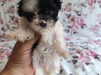 Teslime hazır terrier yavrular