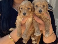 Sağlık ve ırk garantili toy poodle yavrularım