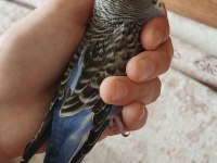 Yavru yeme yeni düştü erkek spangle muhabbet kuşu