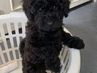 Siyah renk Poodle bebekler