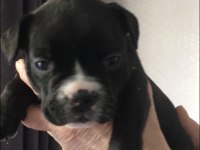 A Kalite Irk Garantili French Bolldog yavrularımız
