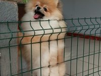 9 aylık pomeranian boo