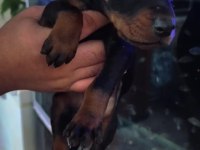 IRK VE SAĞLIK GARANTİLİ DOBERMAN YAVRULAR