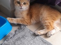 7 aylık dişi british longhair