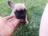 3 aylık french bulldog kızımız