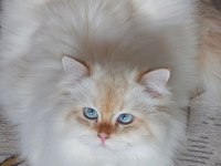 Safkan british shorthair