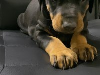 A kalite Doberman bebekler