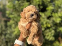 Maltipoo bebekler teacup