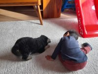 Siyah alman çoban köpeği