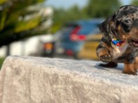 Show kalite sosis köpeği yavruları