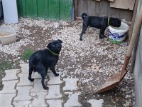 Pug damızlık dişi erkek