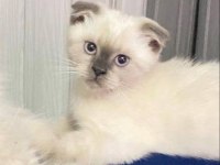 Scottish fold blue point yavru kedisi