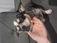 3 yaşında enerjik şivava chihuahua