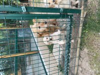Küt burun bebekler golden retriever
