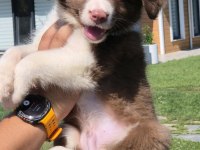 Safkan Border Collie Yavruları Çiftlikten 
