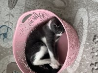 11 aylık kısırlaştırılmış erkek tekir