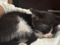 Tekir Kedimize Acil Yuva Aranıyor